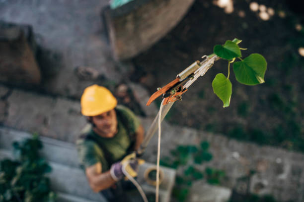 How Our Tree Care Process Works  in  Bayshore, NC